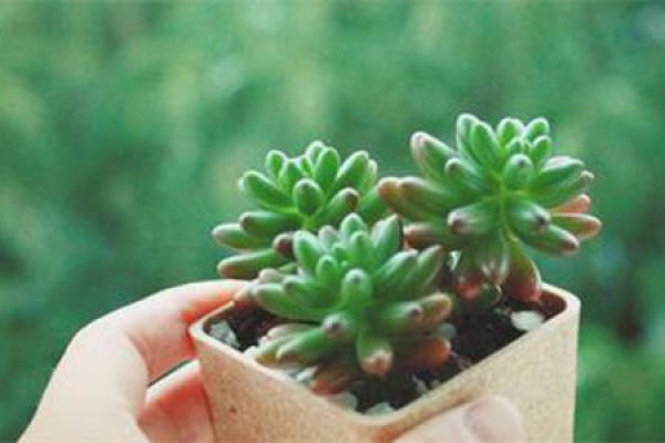 Crassulaceae fleshy Crassulaceae fleshy