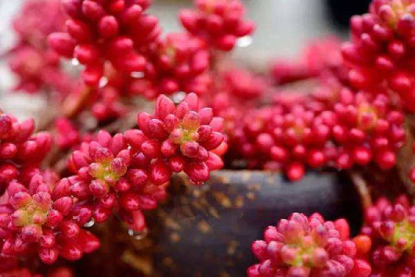 Crassulaceae is succulent Crassulaceae is succulent