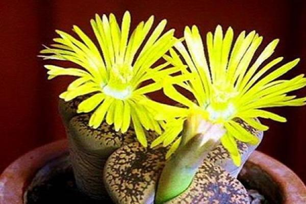 Raw Stone Flower