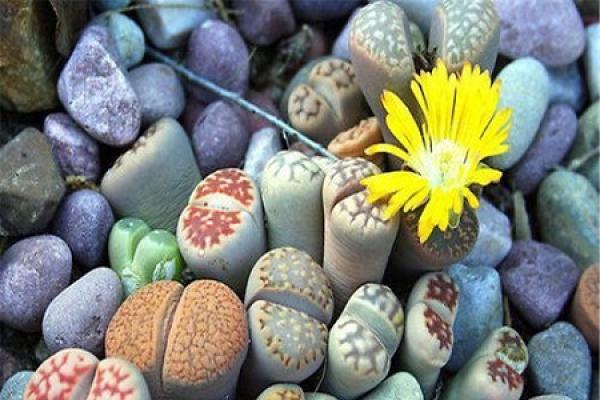 Raw Stone Flower