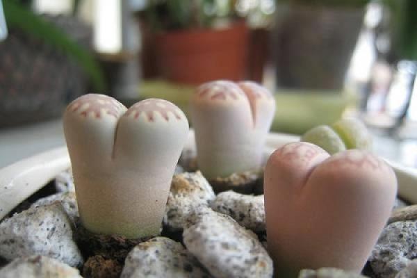Raw Stone Flower