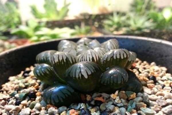 Pot soil