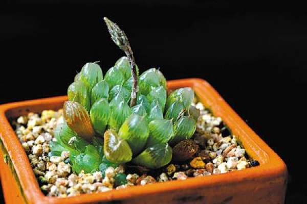 Pot soil