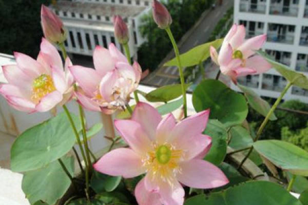 Bowl Lotus