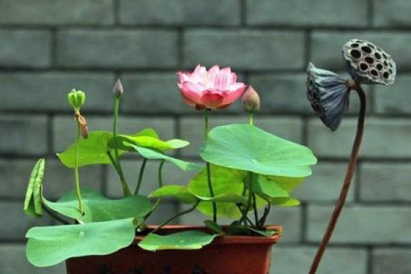 Bowl Lotus
