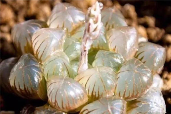 Fleshy