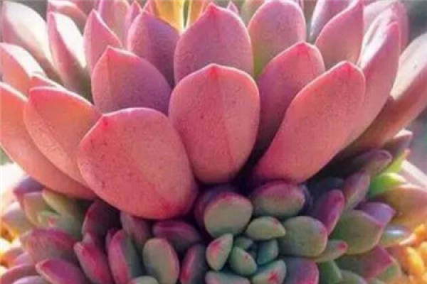 Fleshy