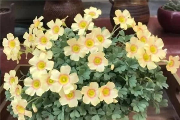 Oxalis corniculata