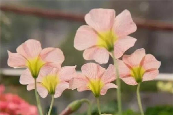 Oxalis corniculata