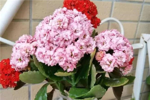 Jonquil