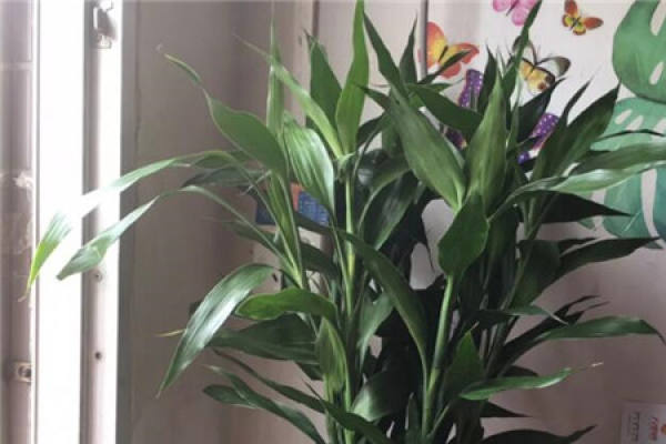 longevity flower