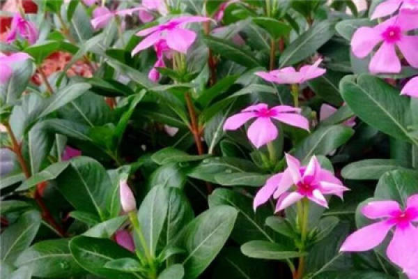 Catharanthus