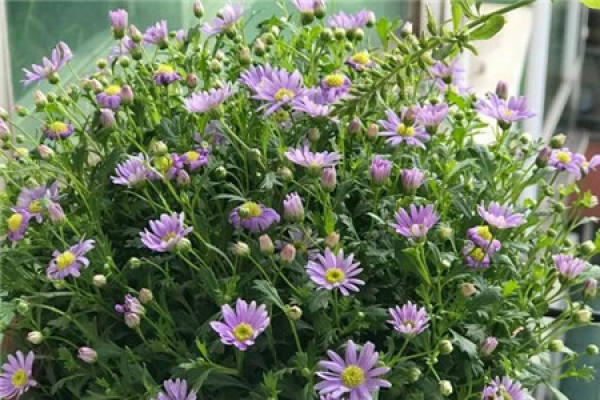 Catharanthus