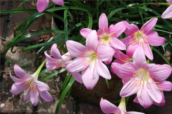 Changchun flower