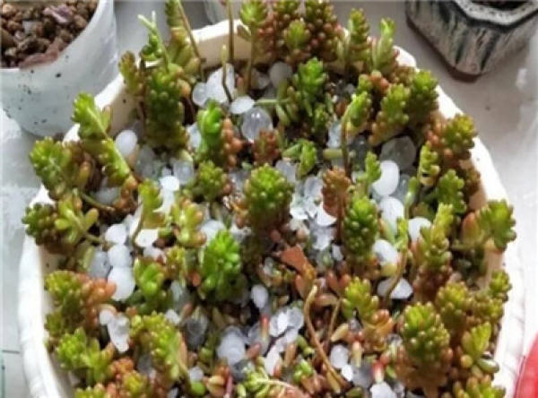 Frozen fleshy