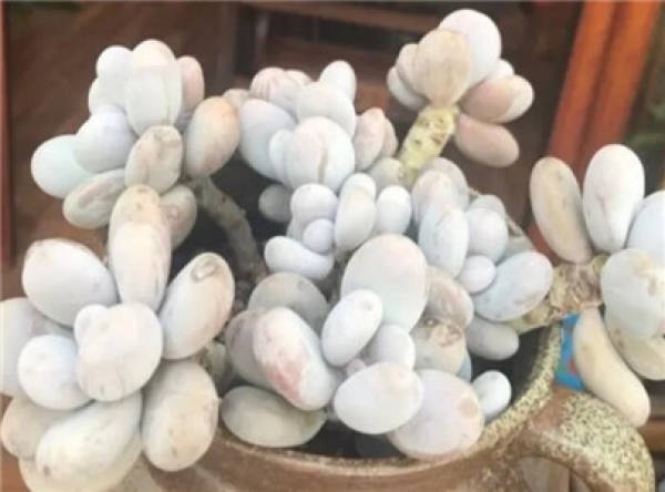 Frozen fleshy