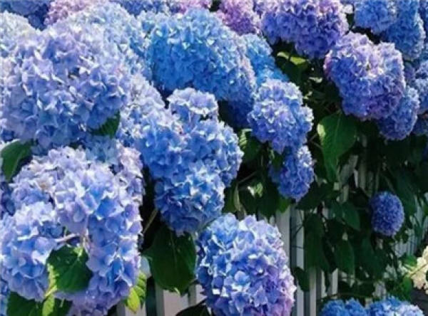 Hydrangea