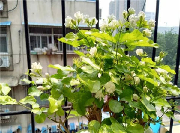 Hydrangea