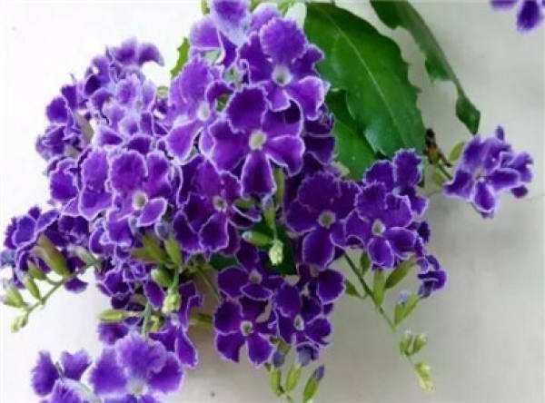 Dew Flower