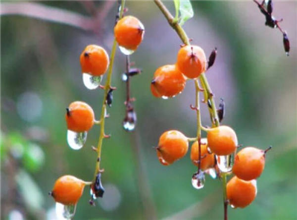 Dew Flower
