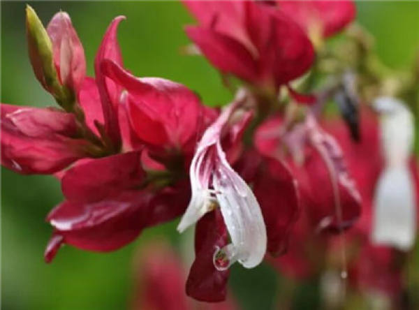 Dew Flower