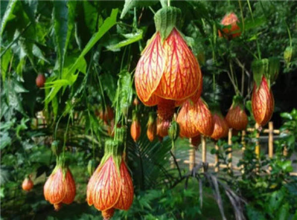 Dew Flower