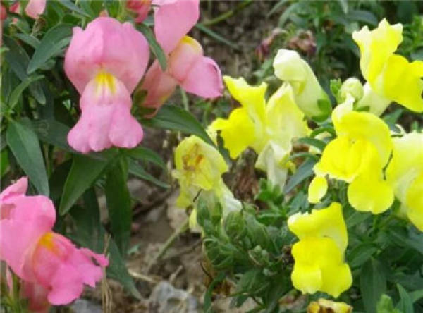 Dew Flower