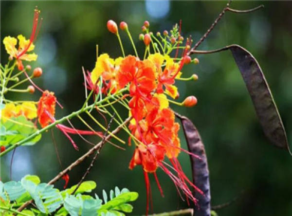 Dew Flower