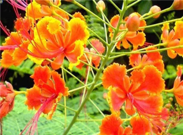 Dew Flower