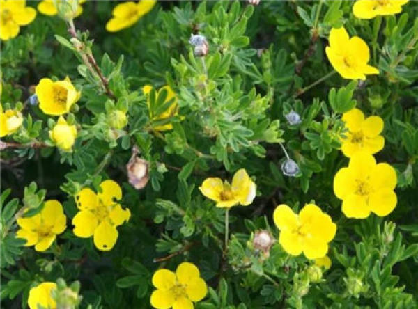 Dew Flower