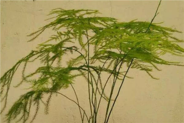 Asparagus