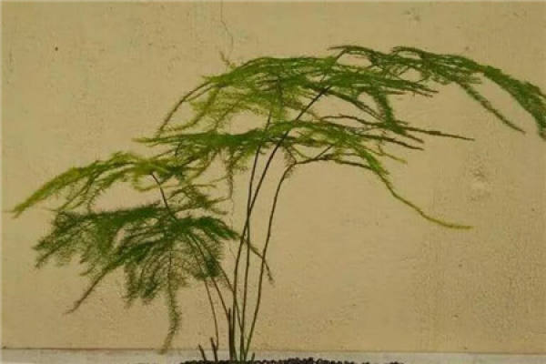 Asparagus