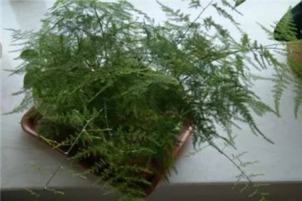 Asparagus