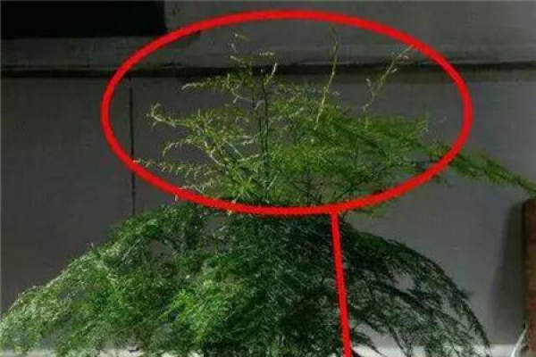 Asparagus