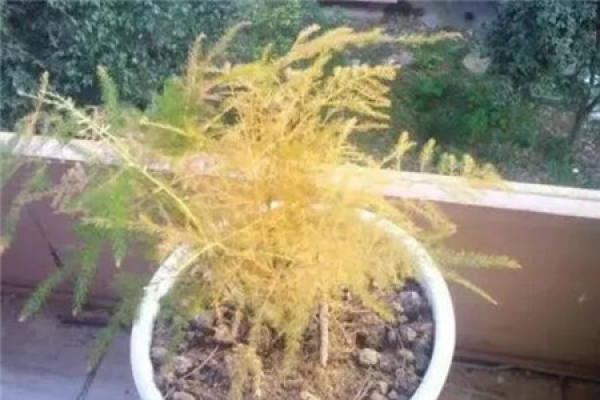 Asparagus