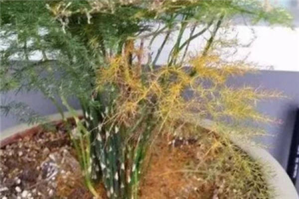 Asparagus