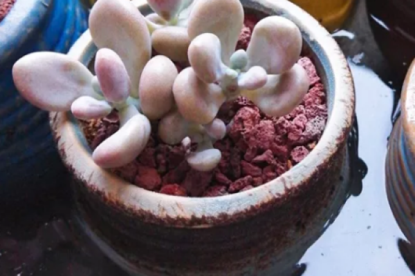 Fleshy