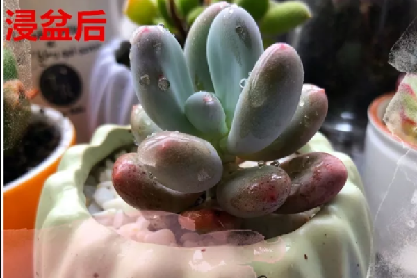 Fleshy