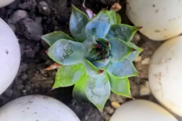 Fleshy