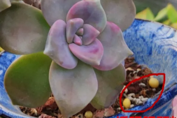 Fleshy