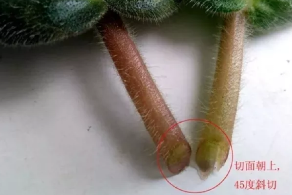 African violet