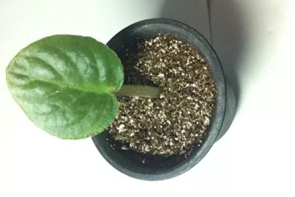 African violet