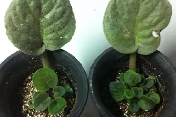 African violet