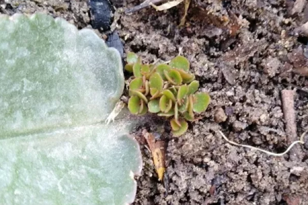 African violet
