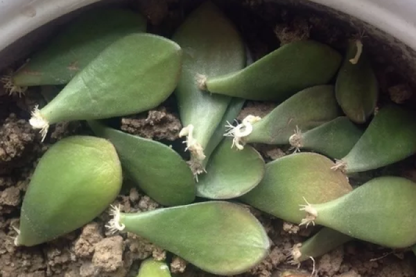 African violet