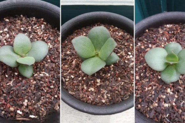 African violet