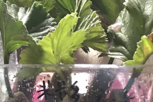 African violet