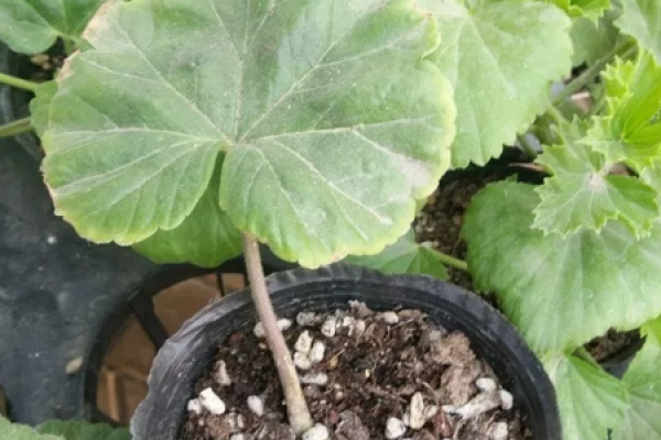 African violet