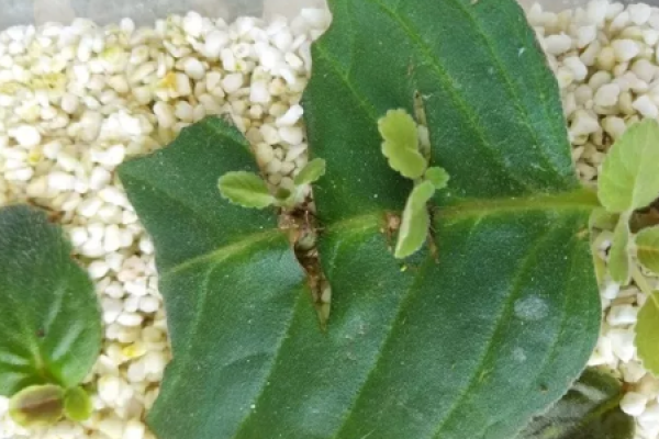 African violet