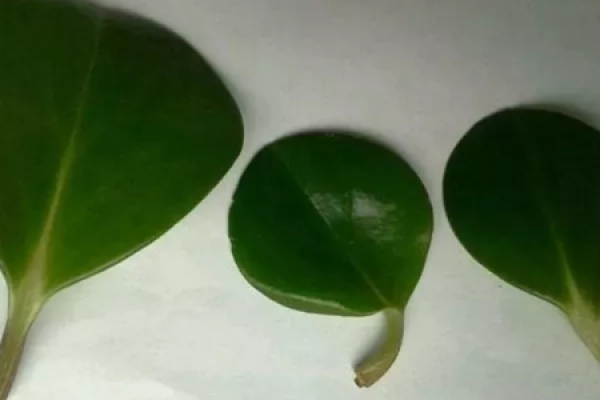 African violet